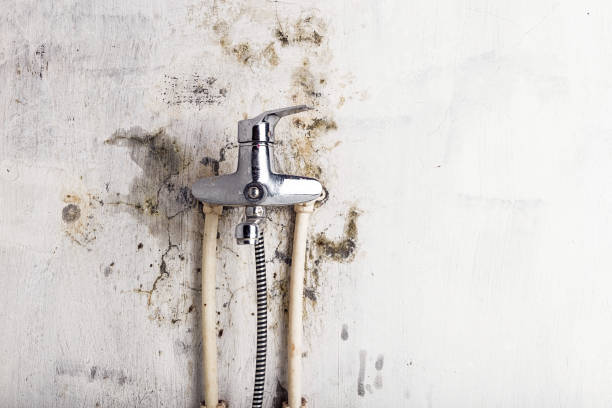 Best Emergency Mold Removal  in Brawley, CA