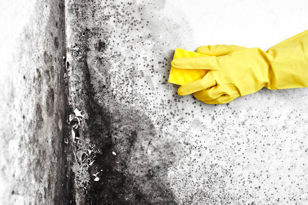 Professional Mold Removal in Brawley, CA