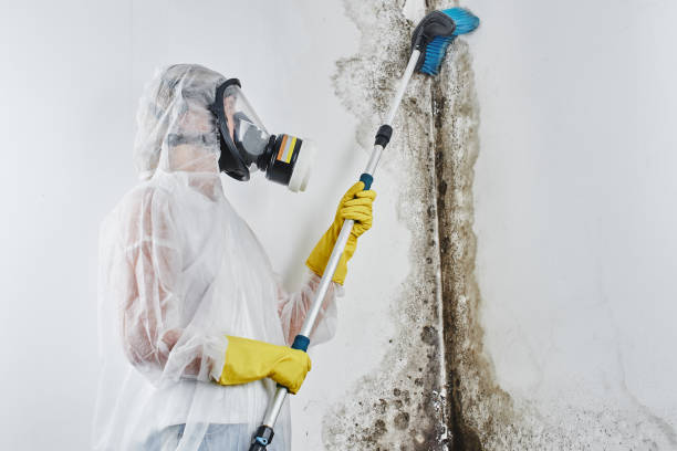 Best Local Mold Removal Service  in Brawley, CA