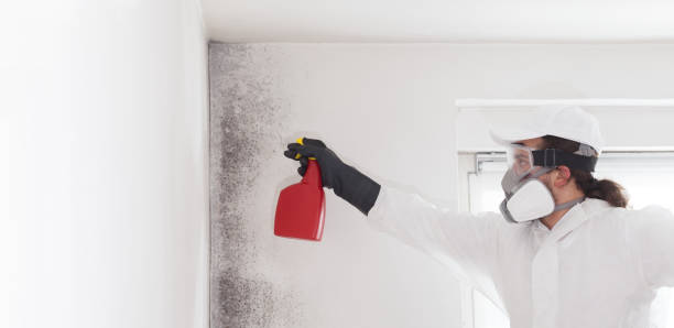 Best Office Mold Removal Services  in Brawley, CA