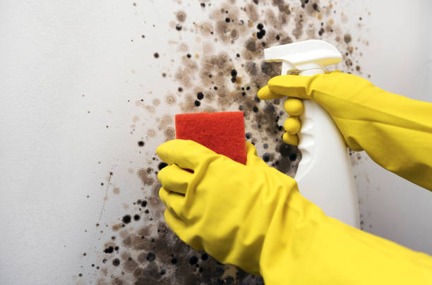 Best Commercial Mold Removal  in Brawley, CA